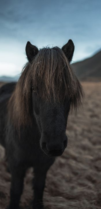 Обои 1080x2220 Исландия, конь, лошадь