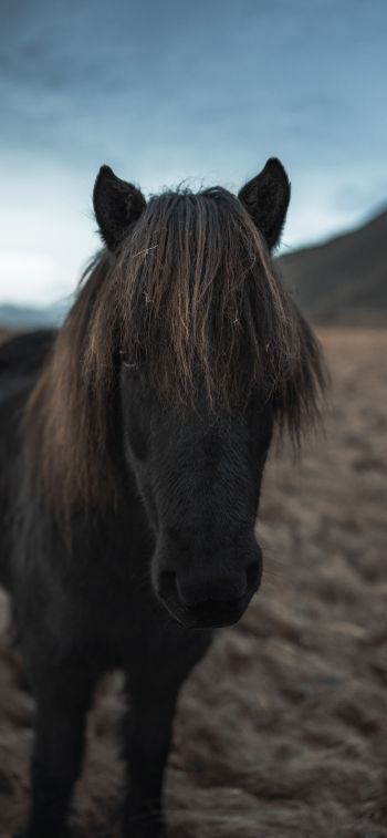Обои 1170x2532 Исландия, конь, лошадь
