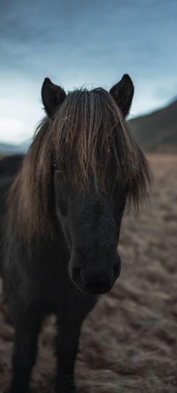 Обои 1080x2400 Исландия, конь, лошадь