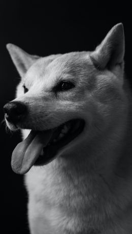 dog, dog, black and white photo Wallpaper 640x1136