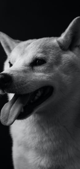 dog, dog, black and white photo Wallpaper 1440x3040