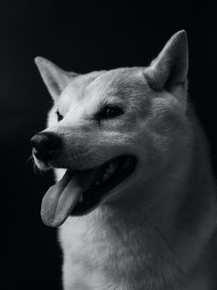 dog, dog, black and white photo Wallpaper 1620x2160