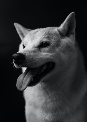 dog, dog, black and white photo Wallpaper 4480x6272