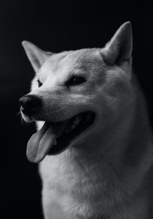 dog, dog, black and white photo Wallpaper 1668x2388