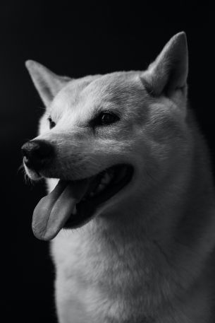 dog, dog, black and white photo Wallpaper 640x960