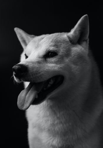 dog, dog, black and white photo Wallpaper 1640x2360