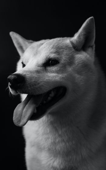 dog, dog, black and white photo Wallpaper 1752x2800