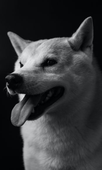 dog, dog, black and white photo Wallpaper 1200x2000