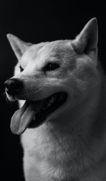 dog, dog, black and white photo Wallpaper 600x1024
