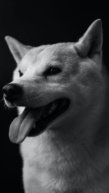 dog, dog, black and white photo Wallpaper 640x1136