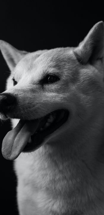 Обои 1080x2220 собака, пес, черно-белое фото