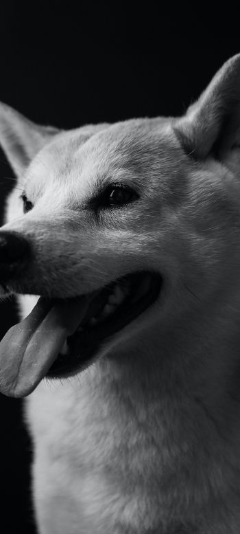 Обои 1080x2400 собака, пес, черно-белое фото
