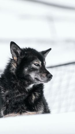Svalbard, dog, outdoors Wallpaper 640x1136