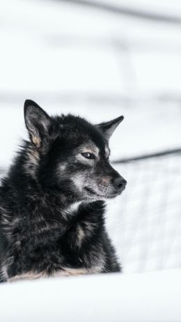 Svalbard, dog, outdoors Wallpaper 750x1334