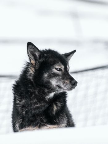 Svalbard, dog, outdoors Wallpaper 1536x2048