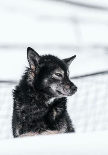 Svalbard, dog, outdoors Wallpaper 1668x2388