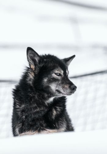 Svalbard, dog, outdoors Wallpaper 1640x2360