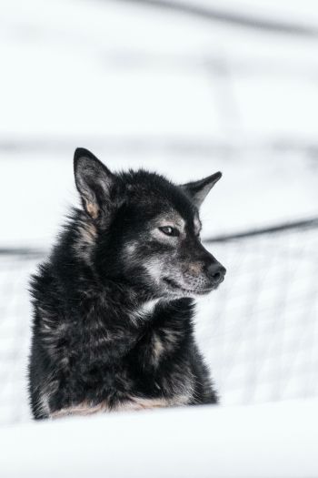 Svalbard, dog, outdoors Wallpaper 640x960