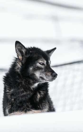 Svalbard, dog, outdoors Wallpaper 1752x2800
