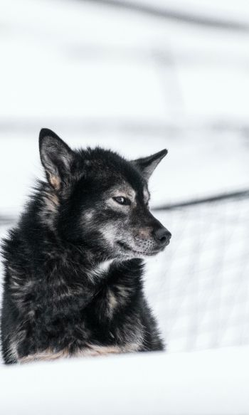 Svalbard, dog, outdoors Wallpaper 1200x2000