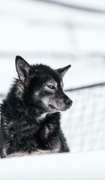 Svalbard, dog, outdoors Wallpaper 600x1024