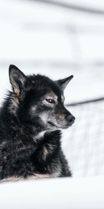 Svalbard, dog, outdoors Wallpaper 720x1440