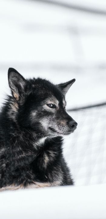 Svalbard, dog, outdoors Wallpaper 1080x2220