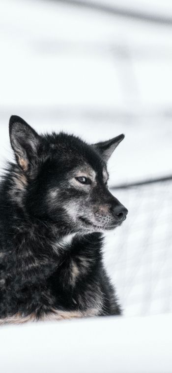 Svalbard, dog, outdoors Wallpaper 1125x2436