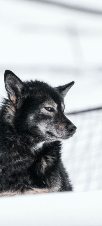 Svalbard, dog, outdoors Wallpaper 1080x2400