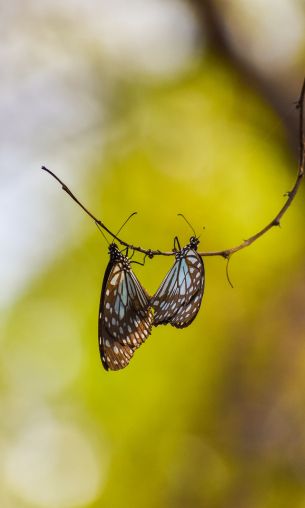 insects, butterflies, closeup Wallpaper 1200x2000