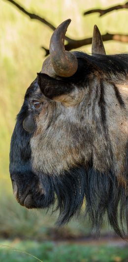 zebu, southern cow, horns Wallpaper 1080x2220