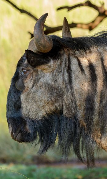 zebu, southern cow, horns Wallpaper 1200x2000