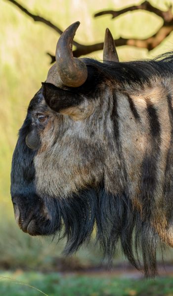 zebu, southern cow, horns Wallpaper 600x1024