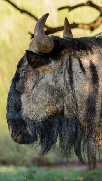 zebu, southern cow, horns Wallpaper 640x1136