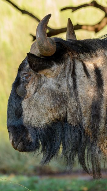 zebu, southern cow, horns Wallpaper 1440x2560