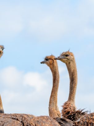 ostriches, animal, birds Wallpaper 1620x2160