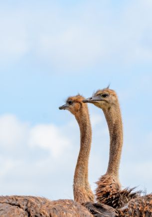 ostriches, animal, birds Wallpaper 1668x2388