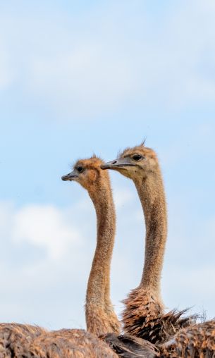 ostriches, animal, birds Wallpaper 1200x2000