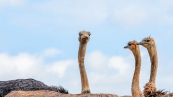 ostriches, animal, birds Wallpaper 1280x720