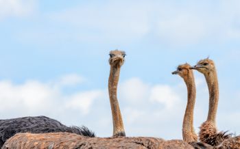 ostriches, animal, birds Wallpaper 2560x1600