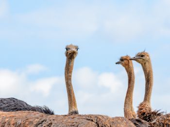 ostriches, animal, birds Wallpaper 1024x768