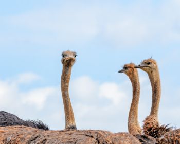 ostriches, animal, birds Wallpaper 1280x1024