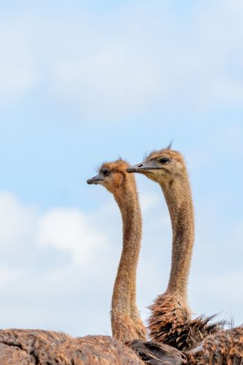 ostriches, animal, birds Wallpaper 640x960