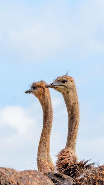 ostriches, animal, birds Wallpaper 640x1136
