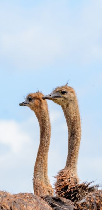 ostriches, animal, birds Wallpaper 1080x2220