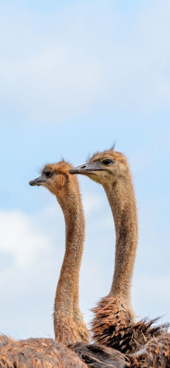 ostriches, animal, birds Wallpaper 1080x2340