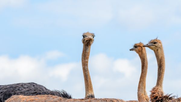 ostriches, animal, birds Wallpaper 3840x2160
