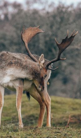 Bentveld, The Netherlands, deer Wallpaper 600x1024