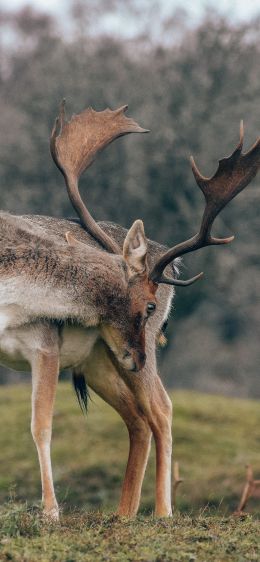 Bentveld, The Netherlands, deer Wallpaper 1125x2436