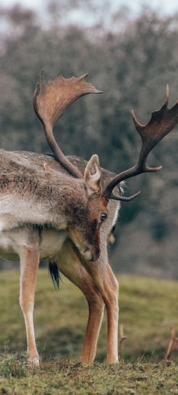 Bentveld, The Netherlands, deer Wallpaper 1440x3200